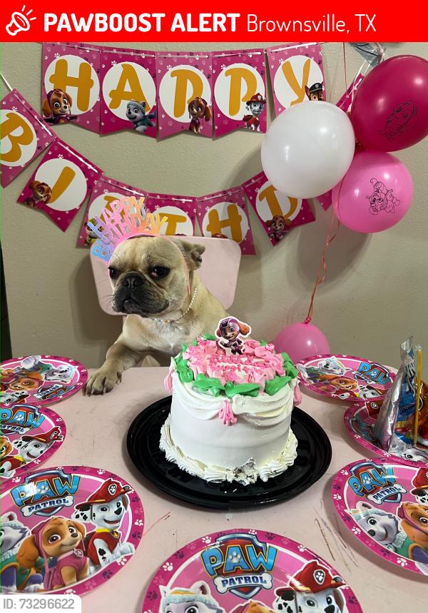 Lost Female Dog last seen Persimmon dr, Brownsville, TX 78526