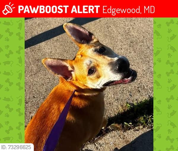 Lost Female Dog last seen Perry, Edgewood, MD 21040