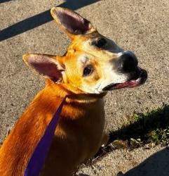 Lost Female Dog last seen Perry, Edgewood, MD 21040