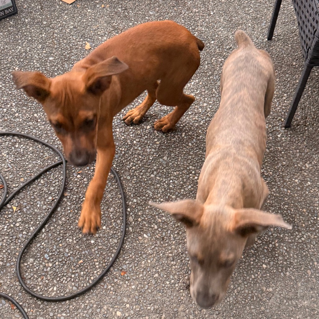 Shelter Stray Unknown Dog last seen , 2608 Center St, Tacoma, WA 98409, USA