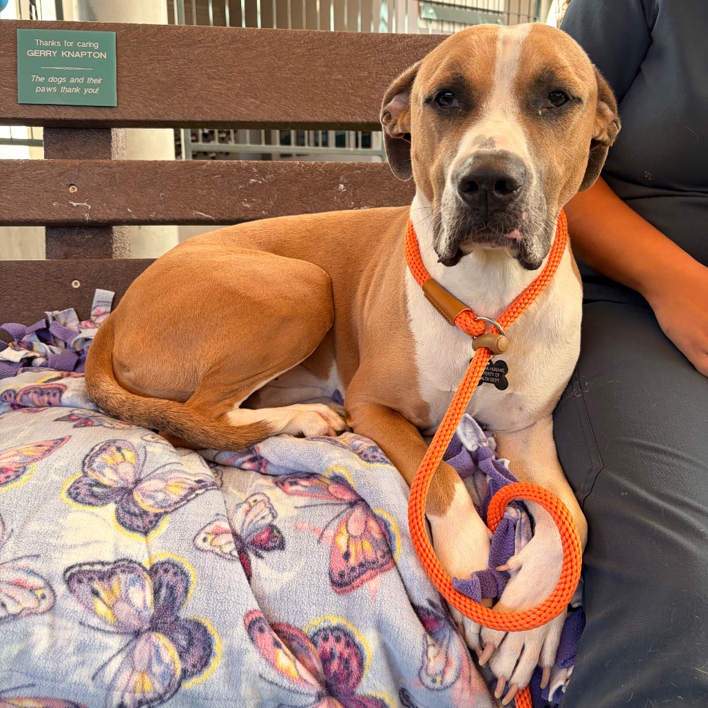 Shelter Stray Male Dog last seen , 361 S Raymond Ave, Pasadena, CA 91105, USA