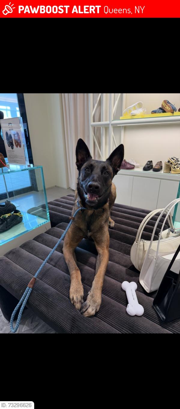 Lost Male Dog last seen Jamaica ests., Queens, NY 11423