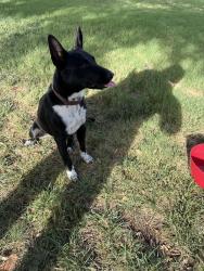 Found/Stray Female Dog last seen Amber & Newell, Odessa, TX 79762