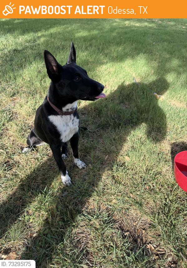 Found/Stray Female Dog last seen Amber & Newell, Odessa, TX 79762