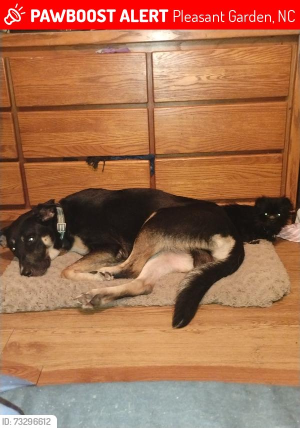 Lost Male Dog last seen Wayne white and hunting lodge, Pleasant Garden, NC 27313
