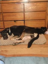 Lost Male Dog last seen Wayne white and hunting lodge, Pleasant Garden, NC 27313