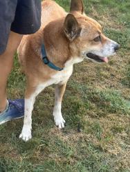 Reunited Female Dog last seen Kelly St, Oceanside, CA 92054, USA, Oceanside, CA 92054