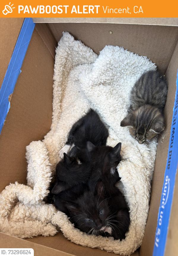 Found/Stray Unknown Cat last seen Workman N Ellen, Vincent, CA 91722