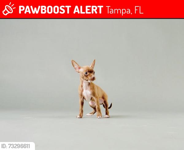 Lost Male Dog last seen Near W Sitka st, Tampa, FL 33604