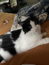 Lost Male Cat last seen Jacobi rd.; West 100 S., Greenfield, IN 46140