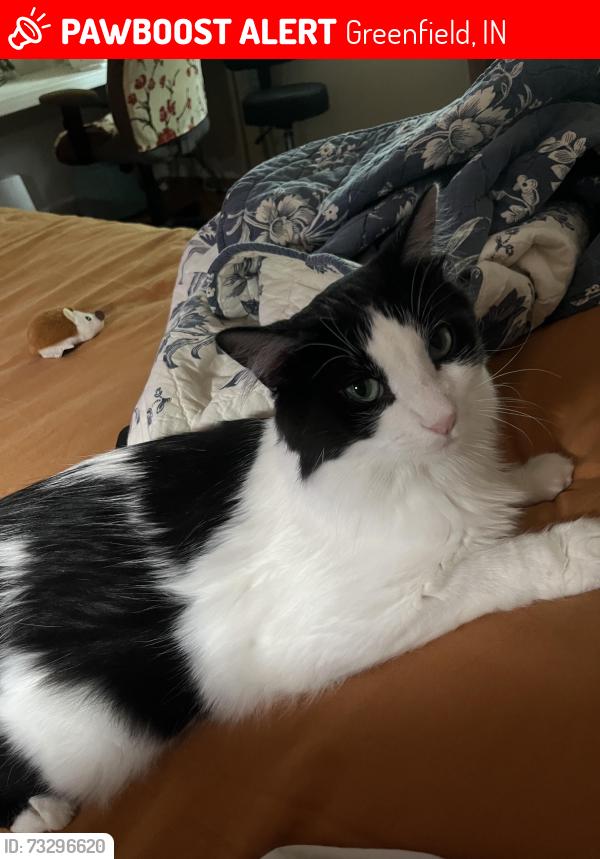 Lost Male Cat last seen Jacobi rd.; West 100 S., Greenfield, IN 46140