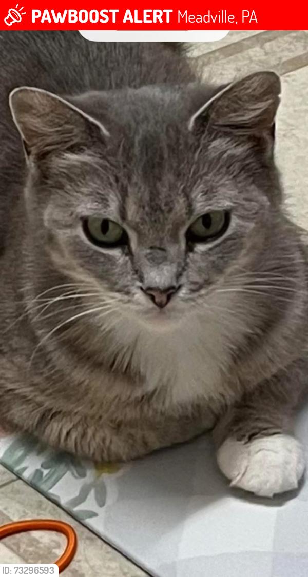 Lost Female Cat last seen Market Street and Center Street near Market hse, Meadville, PA, Meadville, PA 16335