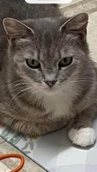 Lost Female Cat last seen Market Street and Center Street near Market hse, Meadville, PA, Meadville, PA 16335