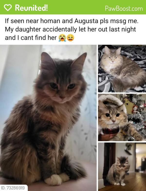 Reunited Female Cat last seen Drake and Augusta, Chicago, IL 60651