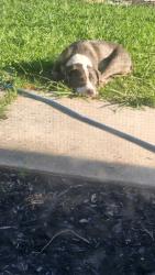 Reunited Male Dog last seen Yosemite, Antioch, CA 94509