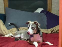Reunited Male Dog last seen Hwy 28 and Cr 49, Summerdale, AL 36580