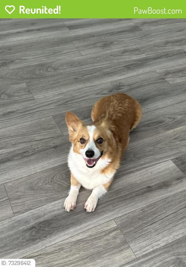 Reunited Male Dog last seen Backyard at 1:03pm, Tomball, TX 77377