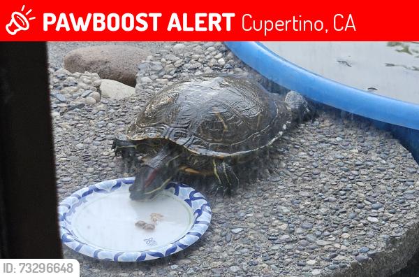 Lost Female Reptile last seen Lawson Middle School, Cupertino, CA 95014