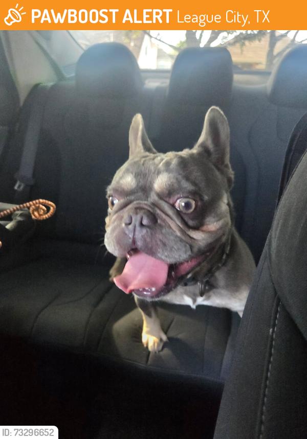 Found/Stray Male Dog last seen S Austin st south shore blvd, League City, TX 77573