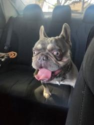 Found/Stray Male Dog last seen S Austin st south shore blvd, League City, TX 77573