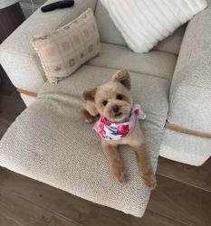 Reunited Female Dog last seen Falls of prosper, Prosper, TX 75078