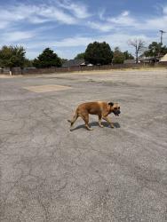 Found/Stray Male Dog last seen I-240 and s Pennsylvania Avenue, Oklahoma City, OK 73159