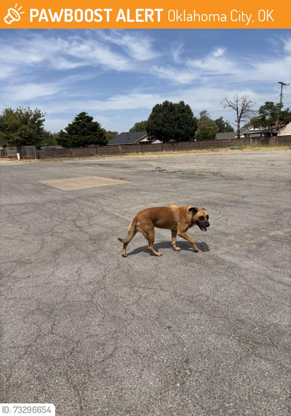 Found/Stray Male Dog last seen I-240 and s Pennsylvania Avenue, Oklahoma City, OK 73159