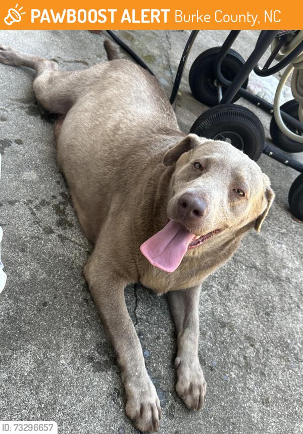 Found/Stray Unknown Dog last seen Cape Hickory Rd, Burke County, NC 28601