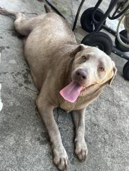 Found/Stray Unknown Dog last seen Cape Hickory Rd, Burke County, NC 28601