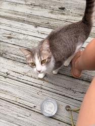 Found/Stray Female Cat last seen Hudders Creek Way, Simpsonville, SC 29681