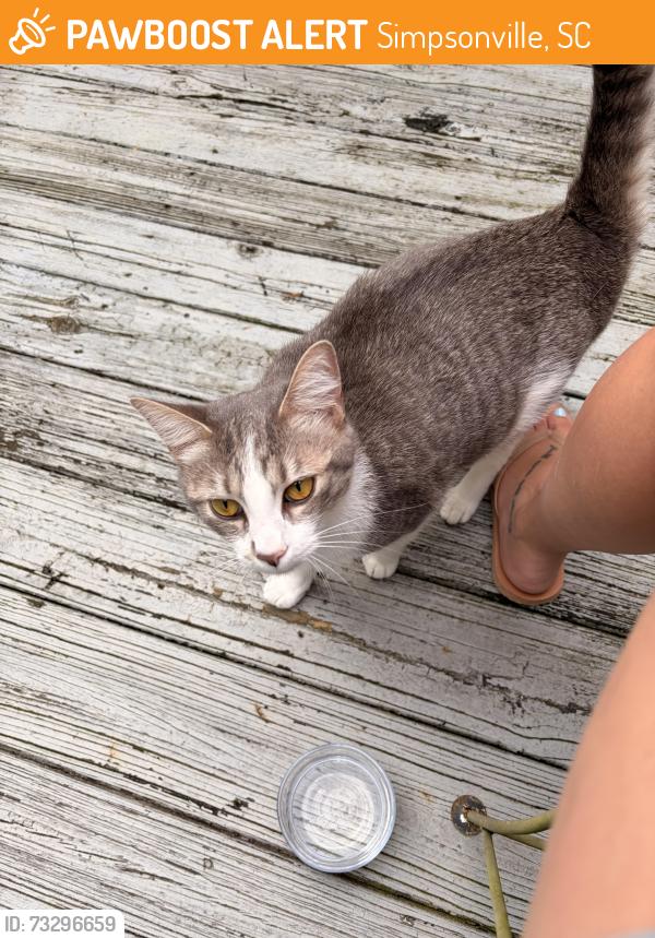 Found/Stray Female Cat last seen Hudders Creek Way, Simpsonville, SC 29681