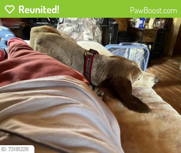 Reunited Male Dog last seen Jaramillo road, Belen, NM 87002
