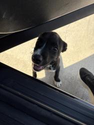 Found/Stray Unknown Dog last seen Bradford park, San Angelo, TX 76903