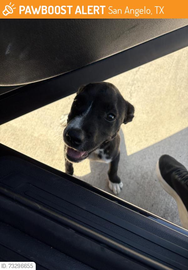 Found/Stray Unknown Dog last seen Bradford park, San Angelo, TX 76903