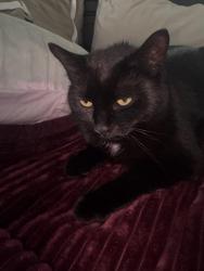 Reunited Female Cat last seen Wilson and Ceresino, Innisfil, ON 