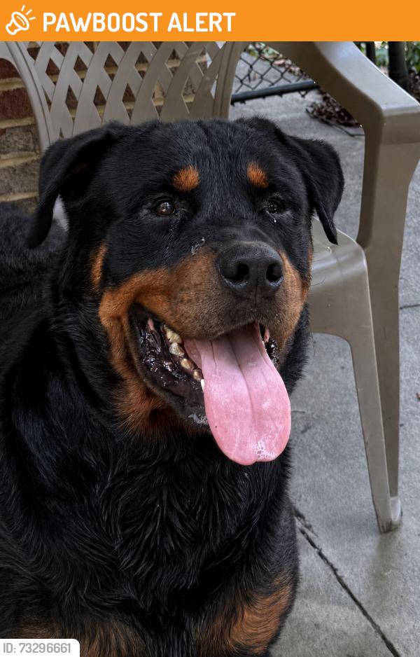 Found/Stray Unknown Dog last seen White Road and Terrace Ridge Road, Rockdale County, GA 30012