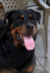 Found/Stray Unknown Dog last seen White Road and Terrace Ridge Road, Rockdale County, GA 30012