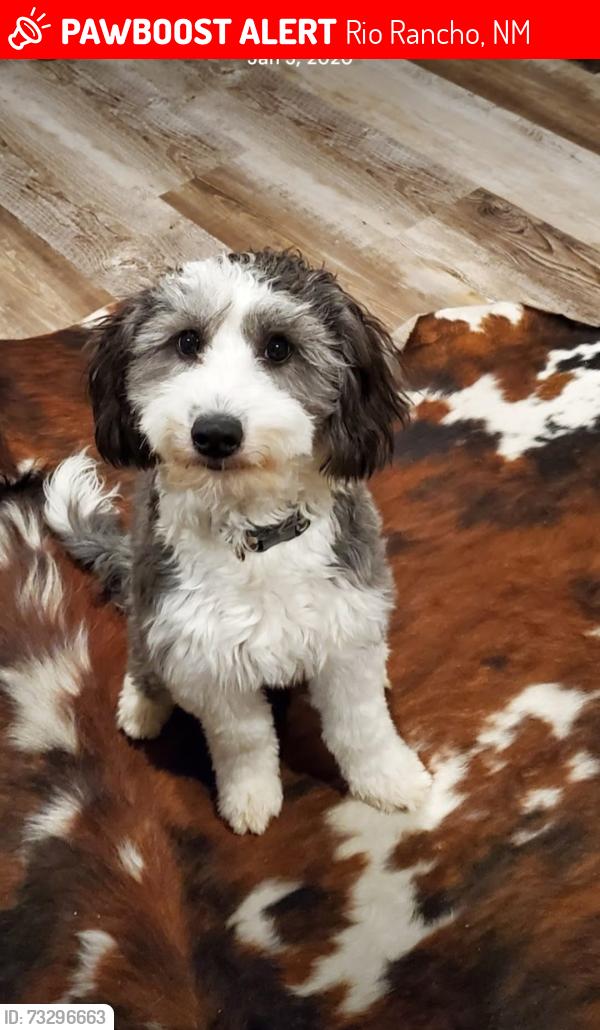 Lost Female Dog last seen Peaceful Meadows and King, Rio Rancho, NM 87144