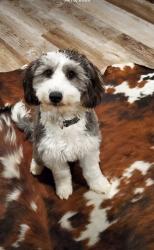 Lost Female Dog last seen Peaceful Meadows and King, Rio Rancho, NM 87144