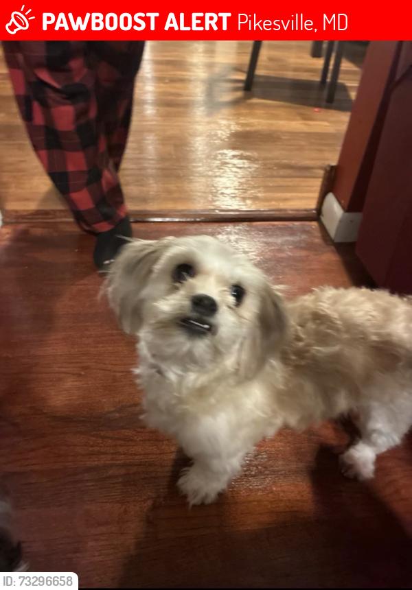 Lost Female Dog last seen Pikesvike near 4700 three oaks rd, Pikesville, MD 21208