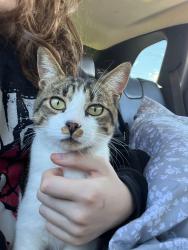 Lost Male Cat last seen Perry District, Grant Elementary, Spokane, WA 99202