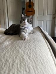 Lost Female Cat last seen Irving and J st., Bellingham, WA 98225