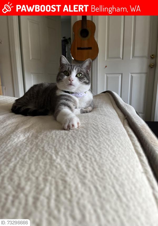 Lost Female Cat last seen Irving and J st., Bellingham, WA 98225