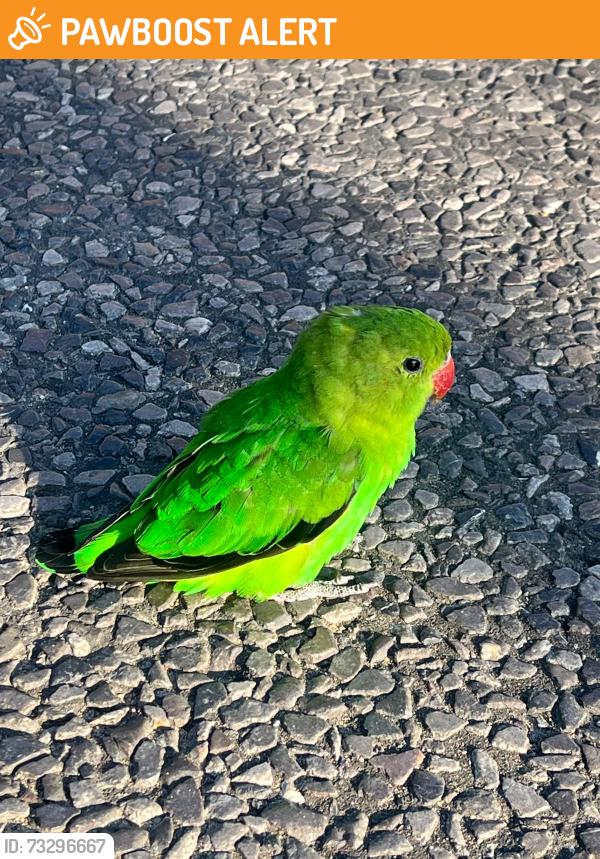 Found/Stray Unknown Bird last seen Esso garage, Greater London, England 
