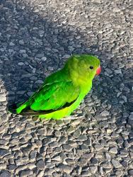 Found/Stray Unknown Bird last seen Esso garage, Greater London, England 