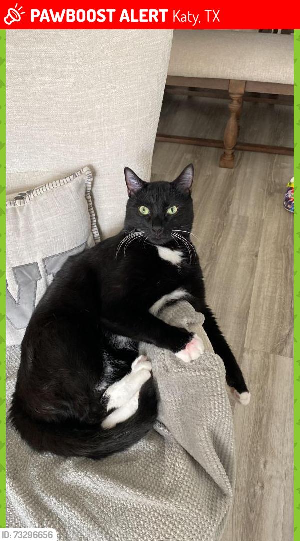 Lost Male Cat last seen Near Borelli Dr Katy, Katy, TX 77493