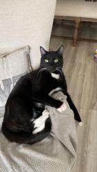 Lost Male Cat last seen Near Borelli Dr Katy, Katy, TX 77493