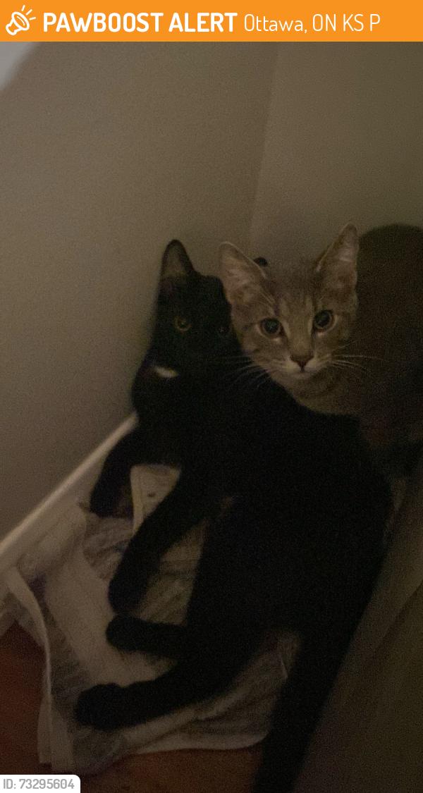 Found/Stray Unknown Cat last seen Loretta Ave S and Princess Margriet Park area, Ottawa, ON K1S 4P9