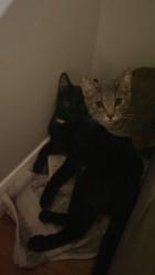 Found/Stray Unknown Cat last seen Loretta Ave S and Princess Margriet Park area, Ottawa, ON K1S 4P9