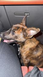 Found/Stray Female Dog last seen Near W Camelback Rd Phoenix, AZ 85017 United States, Phoenix, AZ 85017